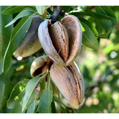 'Ferragnes' mandula (konténeres)