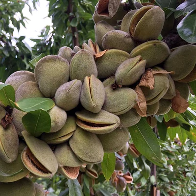 'Marinada' öntermékeny mandulafa