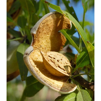 'Penta' mandula