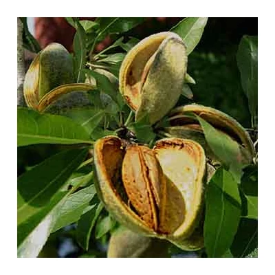 'Tuono' ÖNTERMÉKENY mandula