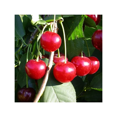 'Achat®' meggyfa (öntermékeny)