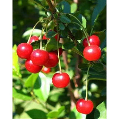 'Dwarf Sour Cherry' törpe meggyfa