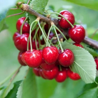 'Erika' meggyfa (öntermékeny)