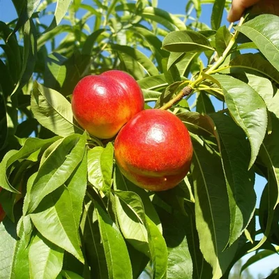 'Alice Col' nektarin (vadőszi alanyon)