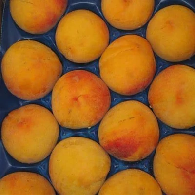'Babygold 9' őszibarackfa (konténeres)