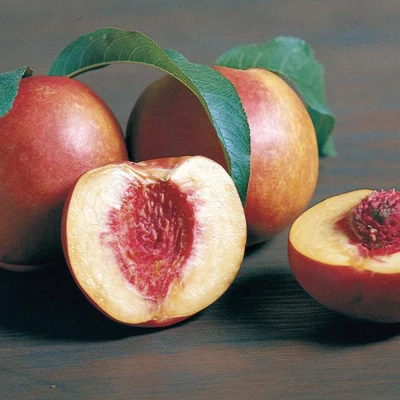 'Crimson Gold' (syn. 'Super Crimson Gold') kopaszbarack (nektarin)