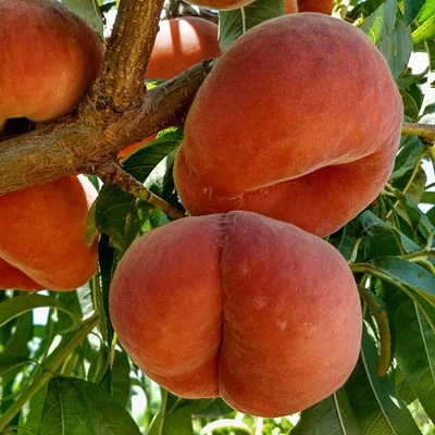 'Filoe' (Fruit me 'Donut me') törpe/balkon lapos barackfa, öntermékeny