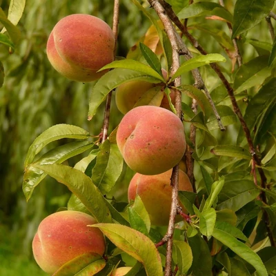 'Catherina' (syn.: 'Frederica', 'NJC-83')  őszibarackfa (konténeres)