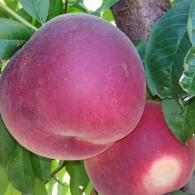 'Gladys' (syn.: 'Zailati') őszibarackfa (konténeres)