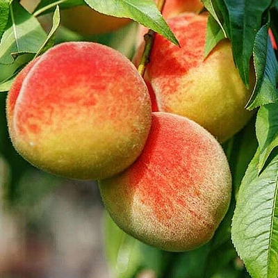 'Inka' őszibarackfa – Extra méretű koros