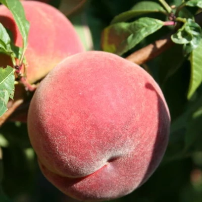 'Meystar' (syn.: ’Mireille’) őszibarackfa (konténeres) - vadőszi alanyon