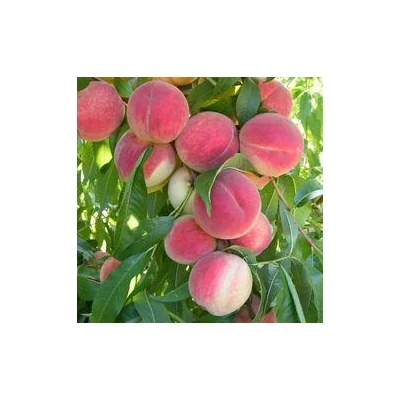 'Regina' őszibarackfa (fiatal konténeres csemete)