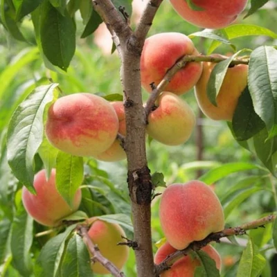 'Reliance' őszibarackfa – Extra méretű koros