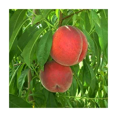'Royal Glory' (syn.: 'Royal Glory® Zaifer') őszibarack
