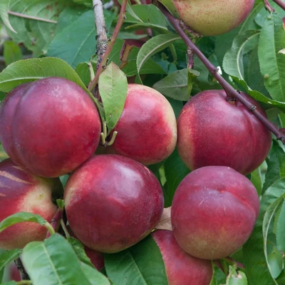 'Rubis' (syn.: 'Necta Zee') törpe nektarinfa (kopaszbarack) (konténeres)