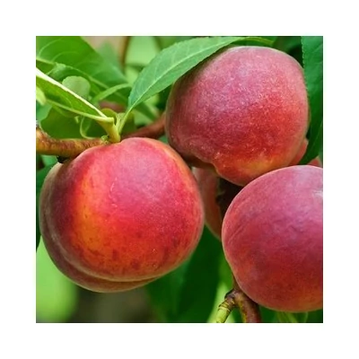 'Symphonie' (syn.: 'Simfonia') őszibarackfa (Fiatal konténeres csemete)