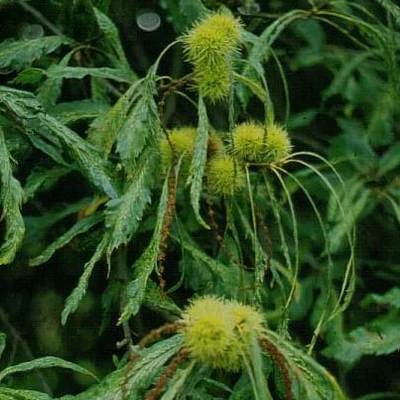 Castanea sativa 'Asplenifolia' – Szelídgesztenye