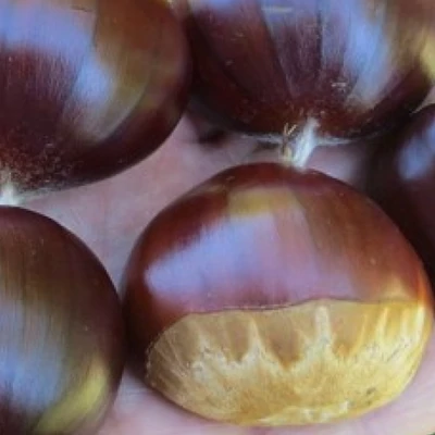 Castanea sativa x crenata 'Big Euro' – Szelídgesztenye