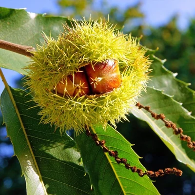 Castanea sativa x crenata 'Marlhac' – Szelídgesztenye
