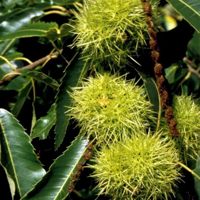Castanea sativa 'Marrone di Marradi' – Szelídgesztenye