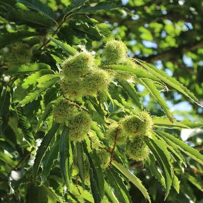 Castanea sativa 'Marsol' – Szelídgesztenye