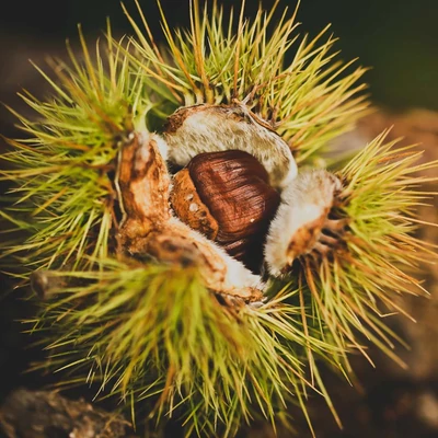 Castanea sativa 'Sweet Dreams' – Szelídgesztenye