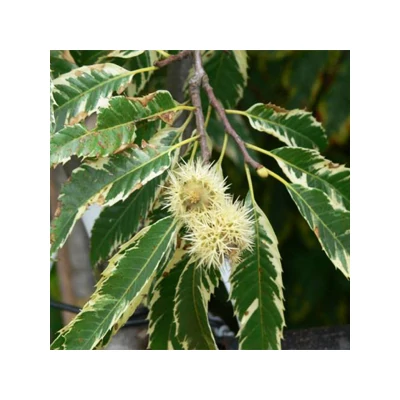 Castanea sativa 'Variegata' – Sárga-tarka levelű szelídgesztenye