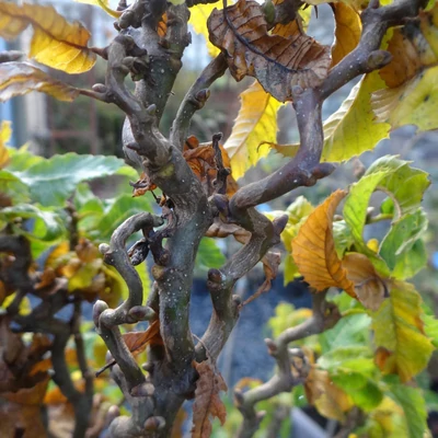 Castanea sativa 'Vincent van Gogh' – Szelídgesztenye