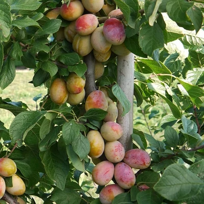 'Aprimira' szilvafa (koros konténeres) – Saint Julien A alanyon