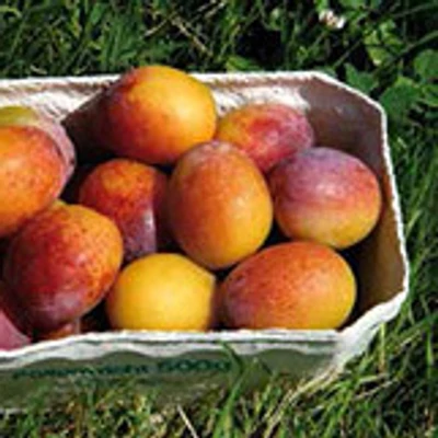 'Colora' szilva (konténeres)