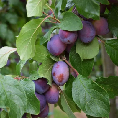 'Geisenheimer Top' szilvafa (oszlopos)