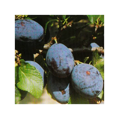 'Gömöri nyakas' szilvafa (konténeres)