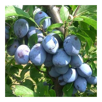 'Hanka' szilva (konténeres)