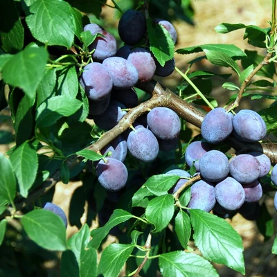 'Juna' szilva (konténeres)