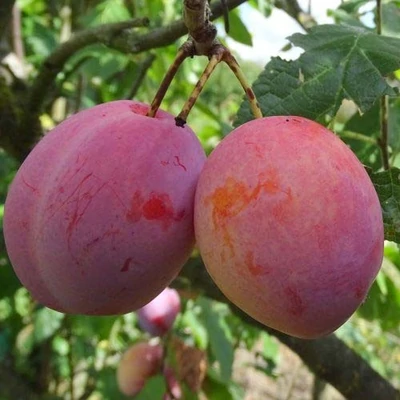 'Viktoria' (syn.: 'Victoria', 'Queen Victoria', 'Königin von Viktoria') szilvafa (fiatal konténeres csemete)