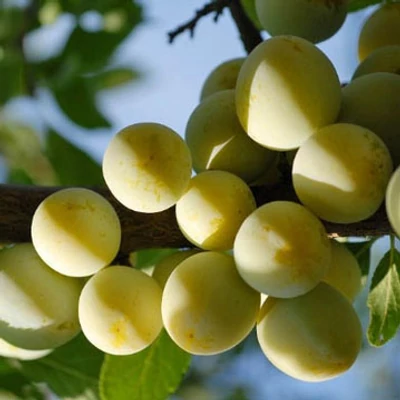 'Ontariopflaume' szilvafa (konténeres)