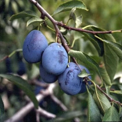 'Őszi aszaló' szilva (konténeres)