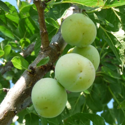 'Reine Claude Verte' ringló szilvafa (fiatal konténeres csemete - alacsony törzsre oltva)