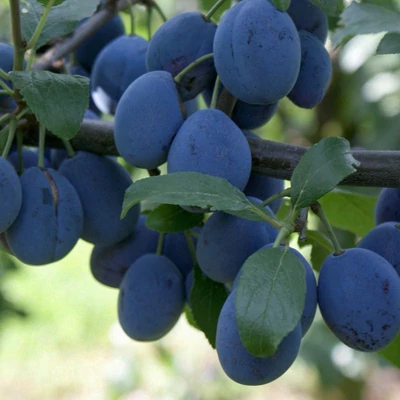 'Topfive' rezisztens szilvafa