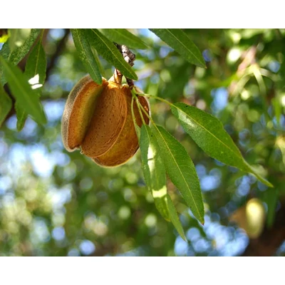 'Tétényi bőtermő' - Extra méretű koros mandula