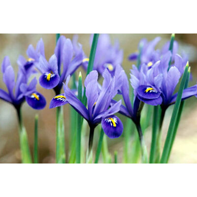 Iris reticulata 'Harmony' – Sziklakerti írisz (kék)