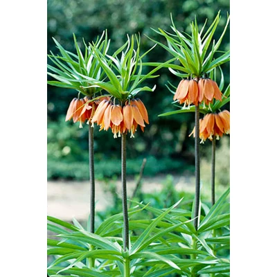 Fritillaria imperialis 'Aurora' - Császárkorona