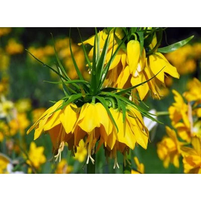 Fritillaria imperialis 'Maxima Lutea' - Császárkorona