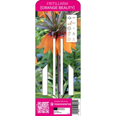 Young Generation – Fritillaria 'Orange Beauty'