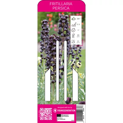 Young Generation – Fritillaria persica