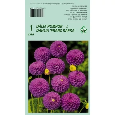 Pompon dália 'Franz Kafka' (lila)
