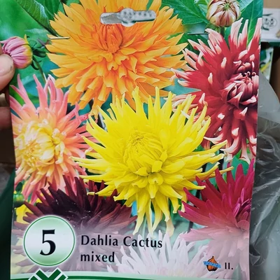 Kaktusz dália 'Kaktusz DÁLIA MIX' (színkeverék)