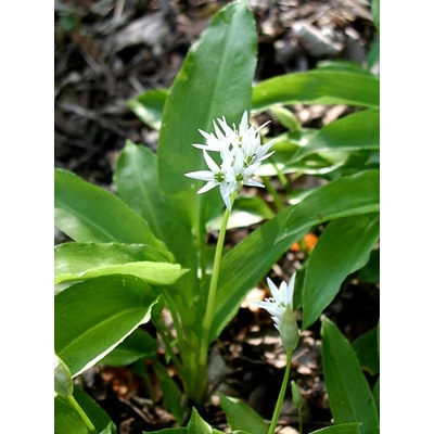 Medvehagyma - Allium ursinum 