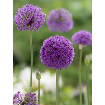 Allium aflatunense - Iráni hagyma 
