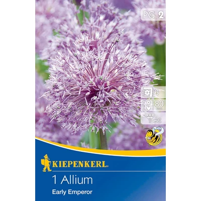 Allium 'Early Emperor' díszhagyma